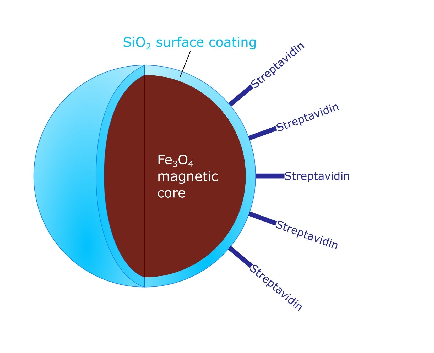 High Capacity Streptavidin Functionalized Magnetic Nanoparticles | Proteomic Analysis | Separation Biotinylated Biomolecules