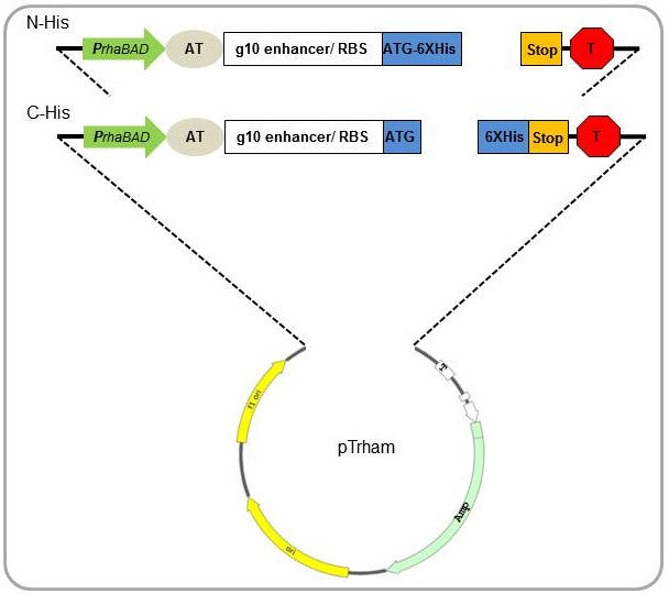 N-His-pTrham Fast Cloning Kit | Toxic Protein Expression |