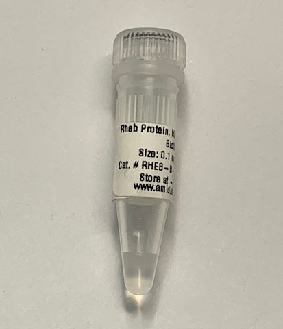 Rheb Protein Human Recombinant Biotinylated | Ras homolog enriched in brain | an important mediator between the tumor suppressor proteins TSC1 and TSC2 and the mammalian target of rapamycin to stimulate cell growth  