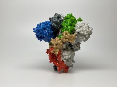 SARS-CoV-2 Spike S1 Protein, Recombinant, AviTag