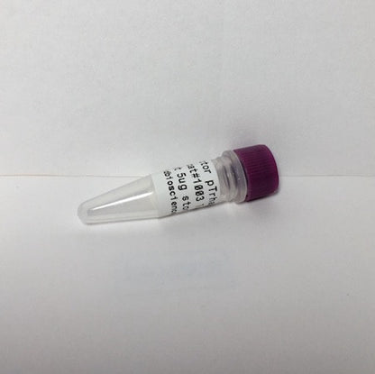 pTrham expression vector, high expression, stable cloning toxic proteins