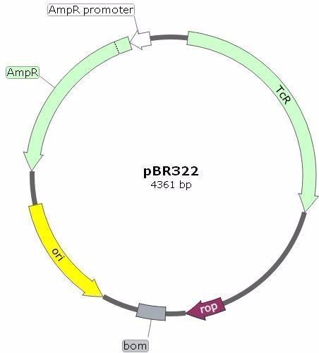 pBR322 Plasmid DNA - Cloning Vector - Ampicillin and Tetracycline Resistant. 
