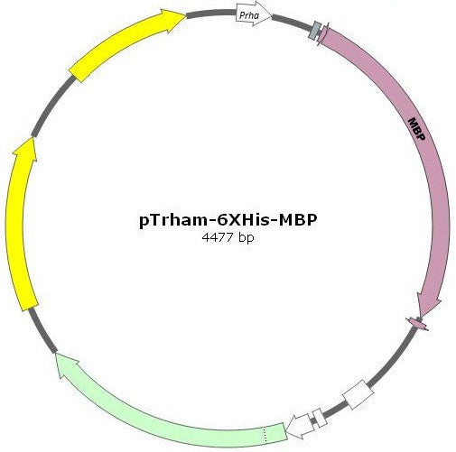 pTrham-6XHis-MBP Expression Vector for Improved Protein Solubility | Maltose binding protein fusion expression vector 