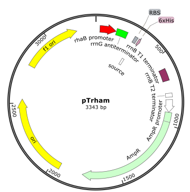 Rhamnose Expression pTrham Vector-Tightly Regulated Protein Expression-Produces Toxic Proteins-High Yields-Compatible with Any E. coli Strain - Amid Biosciences