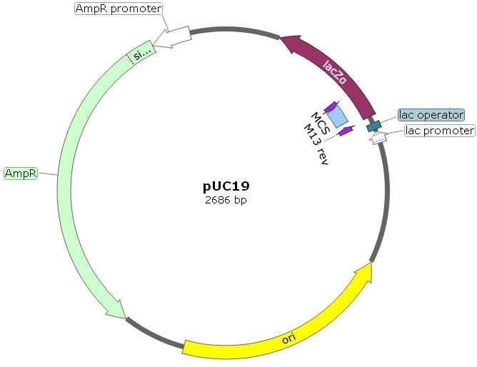 pUC19 DNA Plasmid Cloning Vector in E.coli. Lactose-negative, ampicillin-resistant. Bacterial Transformation control